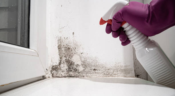 Best Mold removal after water damage  in Swartzville, PA